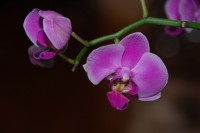 /album/galerie-de-photos-orchidees/orchidees-2009-22-jpg1/